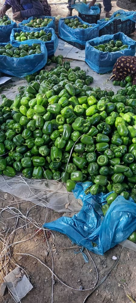 بسته‌بندی شیک و حرفه‌ای