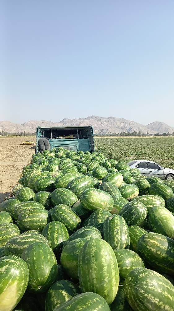 صادرات تخصصی انواع محصولات