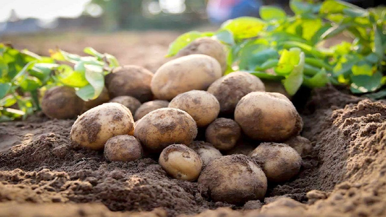 انواع خدمات محصولات جنوبی سلیمانی در کهنوج